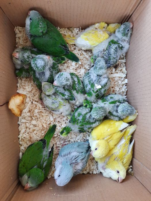 Ръчно хранени папагали монах