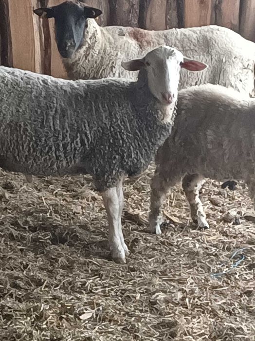 Vând 3 noatini, un berbec Lacun și 2 mieluțe Sulffoc