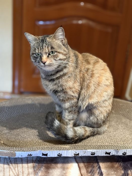 Кошечка в добрые руки