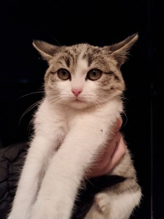 Отдам в хорошие руки