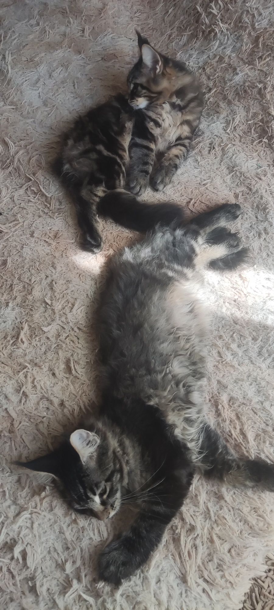Котенок Мейн кун девочка