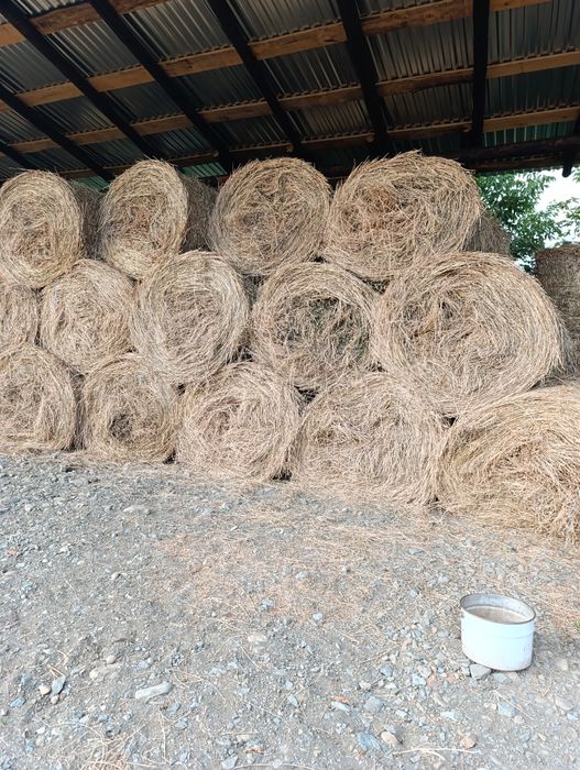 Vând baloți de lucerna