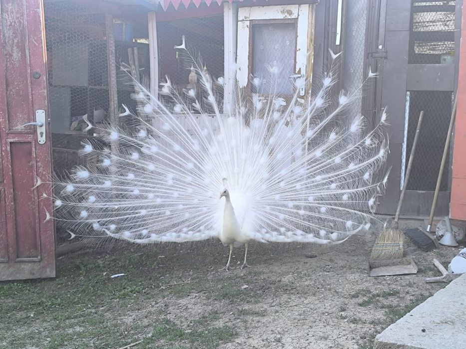 Vănd sau schimb păun Alb