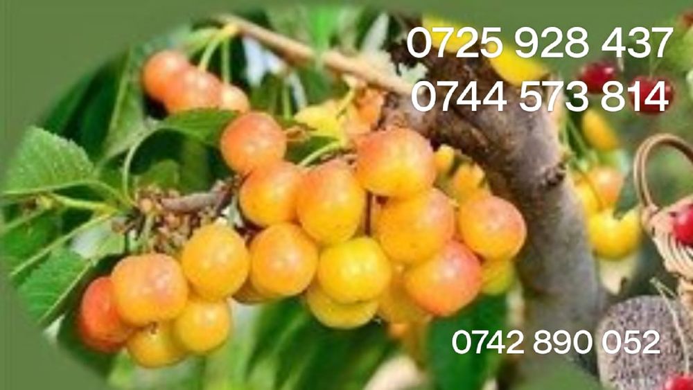 Nuci Chandler Aluni de soi.Ciresi/Gisella Prun.Nectarin.Piersic.Aronia