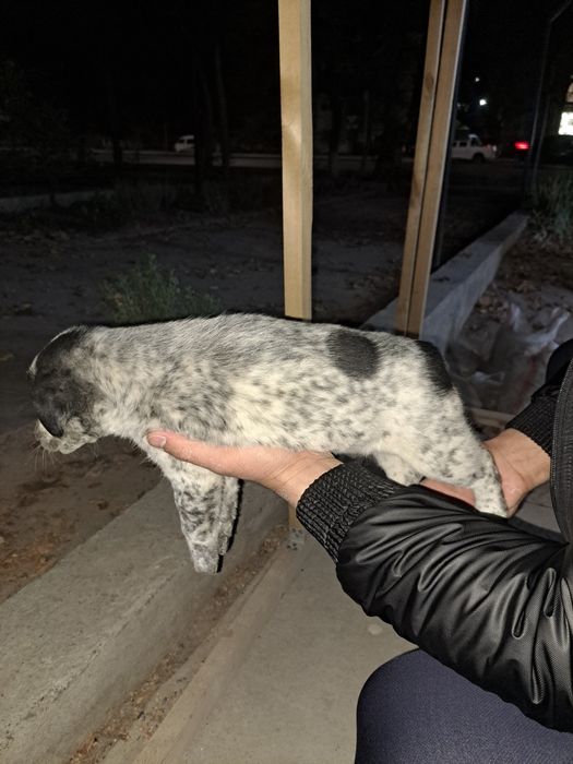 Сабака малчики 9 та