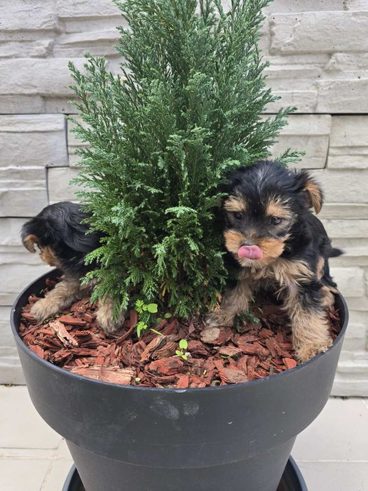 Мини йоркширски териер