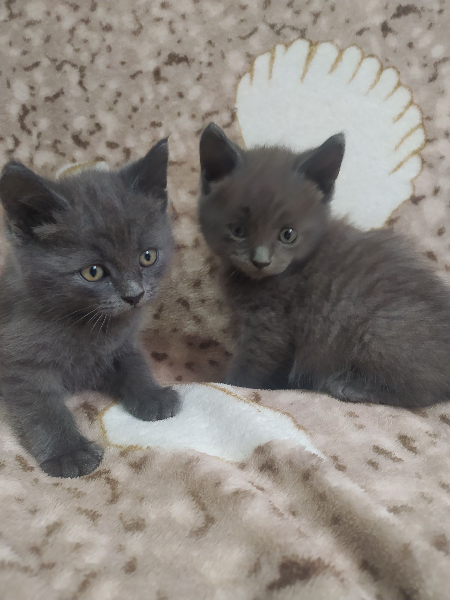 котята бесплатно