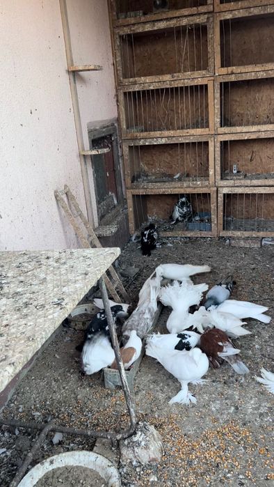 Vând porumbei rasa Uriași Maghiari , Rotații, Cap roș de Botoșani