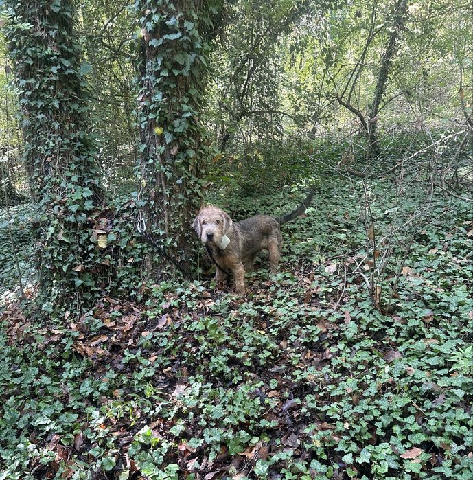 Продавам бараче на 6 месеца