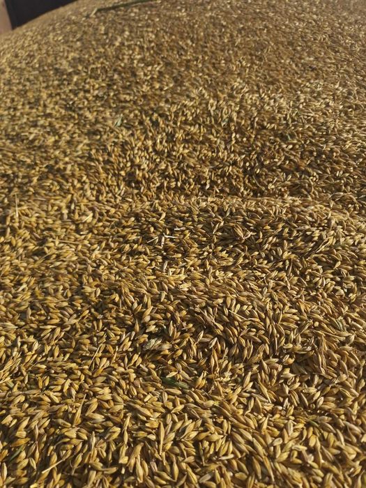 Orz pentru animale caii oii