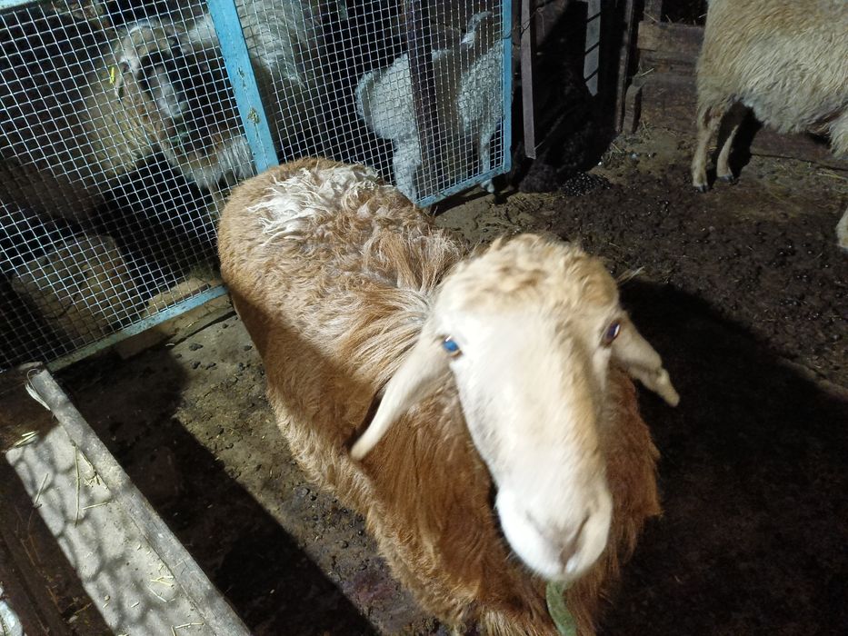 Бараны кой токты кошкар