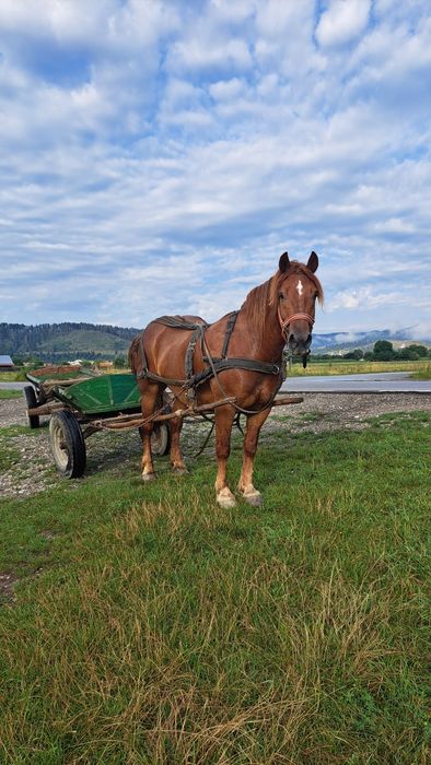 Cal castrat de vanzare 6 ani