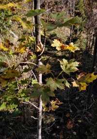 Mesteacan Alb Betula Alba