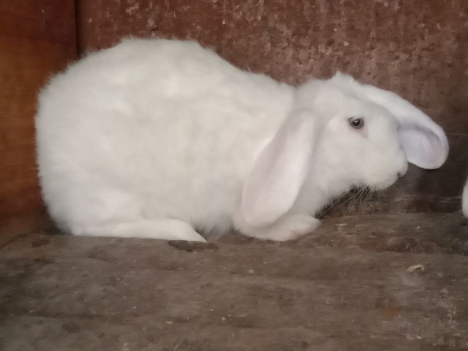 Продам кроликов разных пород все кролики здоровые прививки зделаны