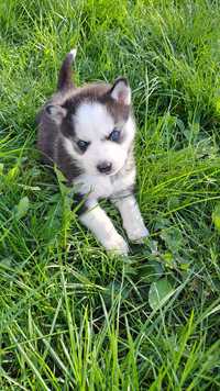 Vând Husky siberian