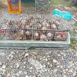 Cusca  prepelite