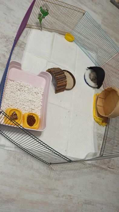 Продавам африкански таралеж на 1г.