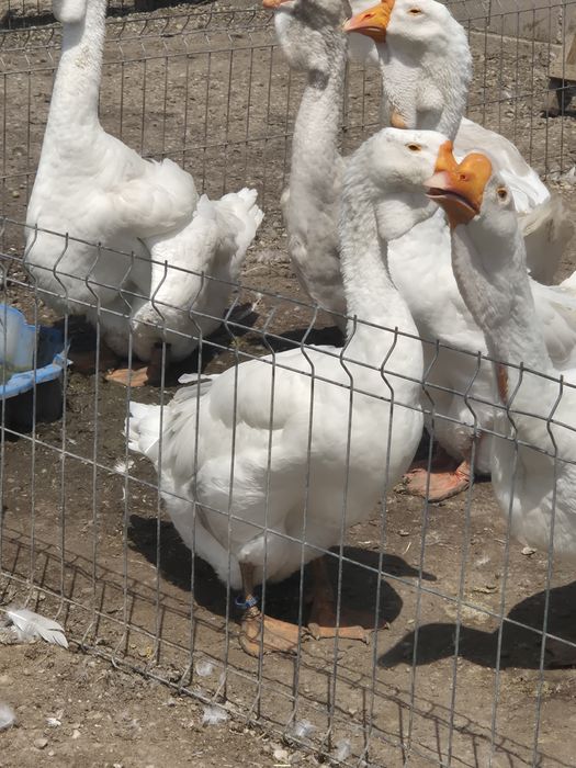 Gâște holmogor rasă pură