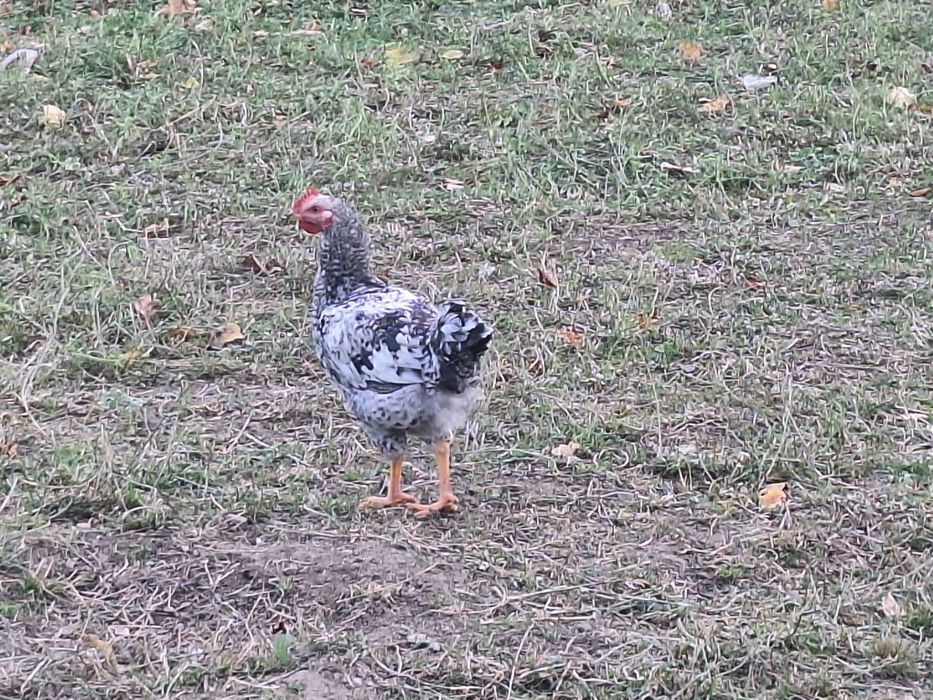 Pasari crescute in gospodarie