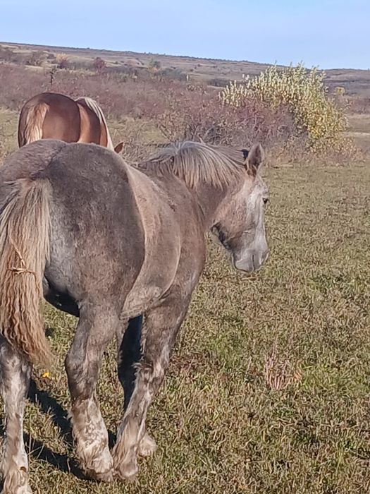 Iapa  de 10ani cu mânz de 5 luni