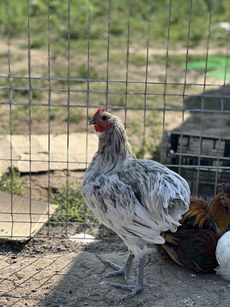 Cocosii Australorp, wyandotte, araucana