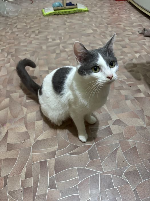 Отдам даром котиков