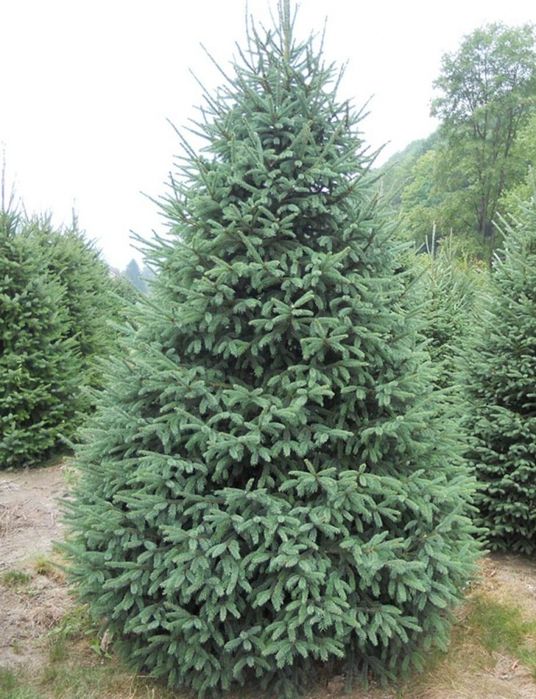 Puieti molid canadian argintiu- Picea glauca-cu conuri