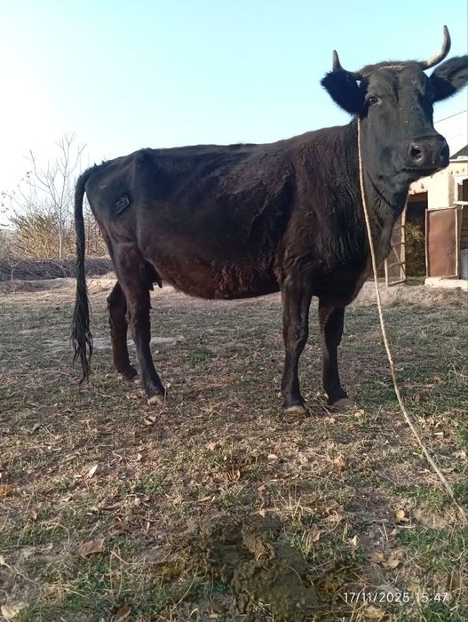 Sigir sotiladi sogʻlom ishonchli yeb ichishi zoʻr

Bolasi 6 oylik gʻoʻ