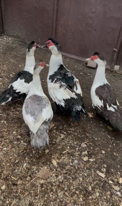 Vand familie Rațe Lesești Varietatea Coțofana