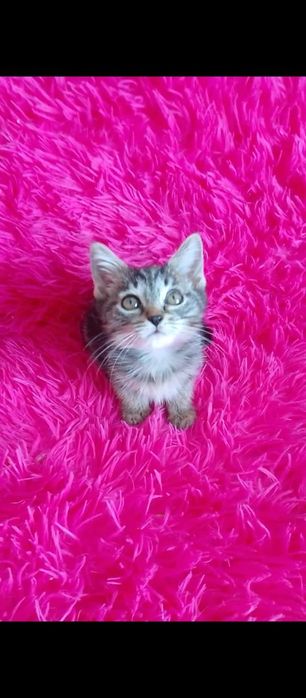 Котики и кошечки ждут любящих хозяев