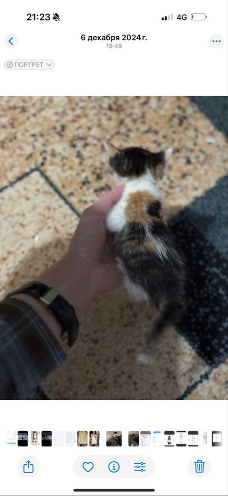 Домашние   котята