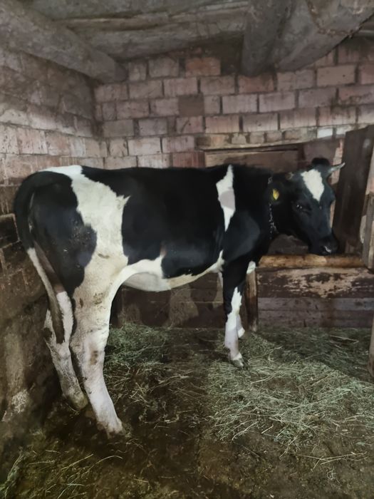 Juninca holstein