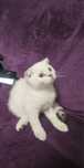 Scottish fold color point ochii albastri