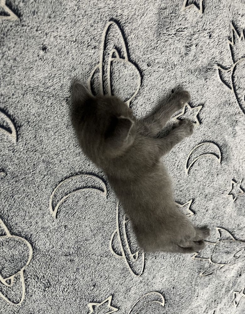 продается кот, котенок, кошка