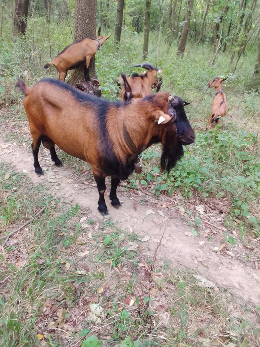 Vand tap alpin francez original,5anini(varsta)