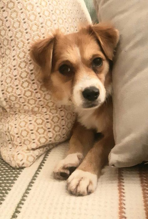 Ofer spre adopție două cățelușe sterilizate, talie mică