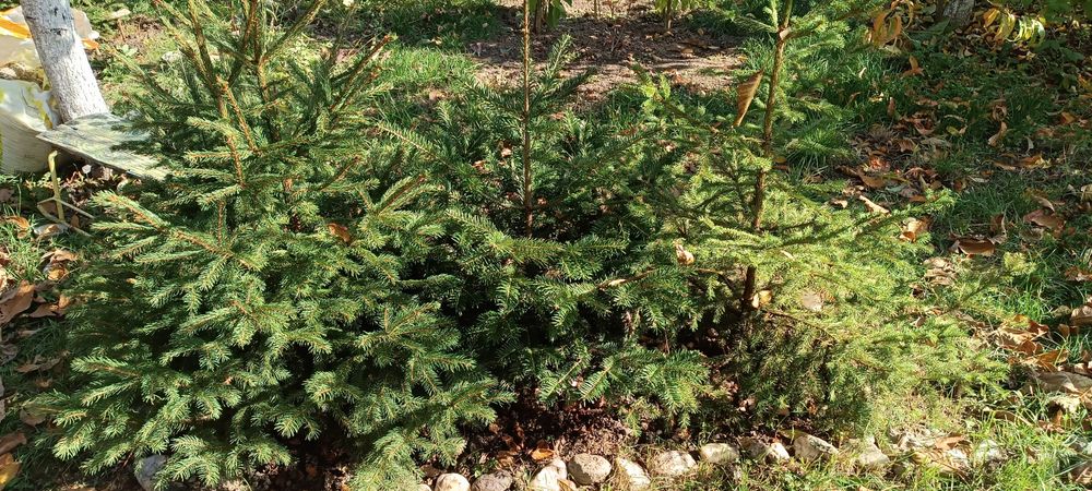 Vand Braduti naturali