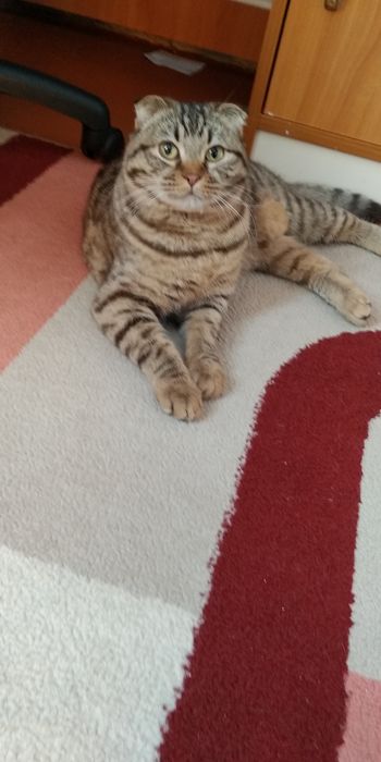 Вязка шотландский кот