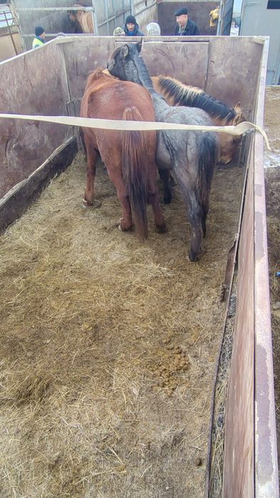 Бие соям семіз 5 жасар