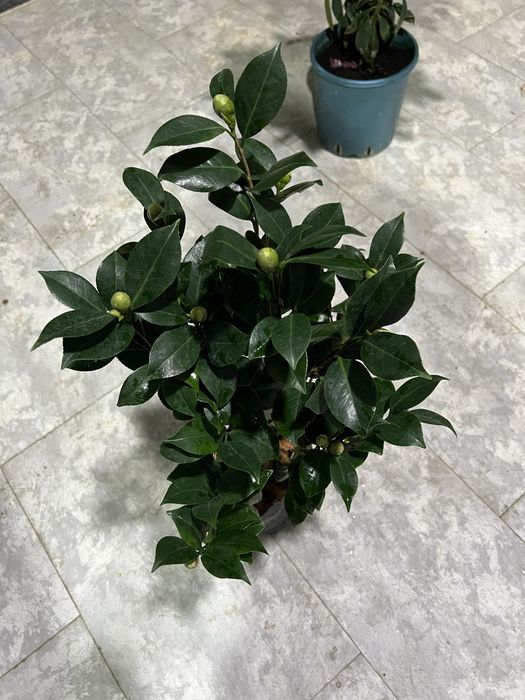 Камелия японская ёлка араукария