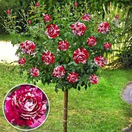 Pomi Ornamentali  trandafiri  de tip pomisor