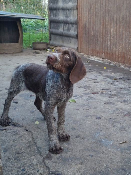 Pui brac german cu păr sârmos