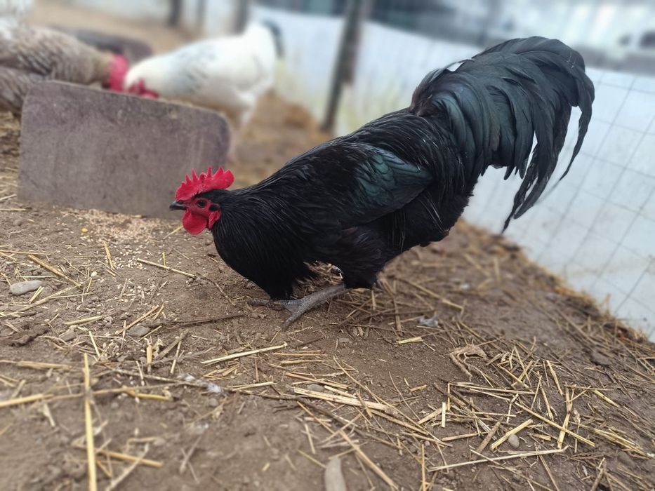 Vând cocoși de  rasa 2925