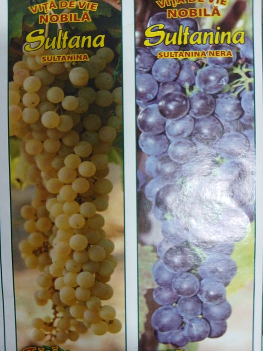 Vita de vie nobila [altoita]soiuri alb și negru fără semințe