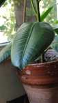 ficus, plantă naturală, (pui)