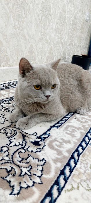 Продам кошку. Порода британская страйт, привозная чистокровная.