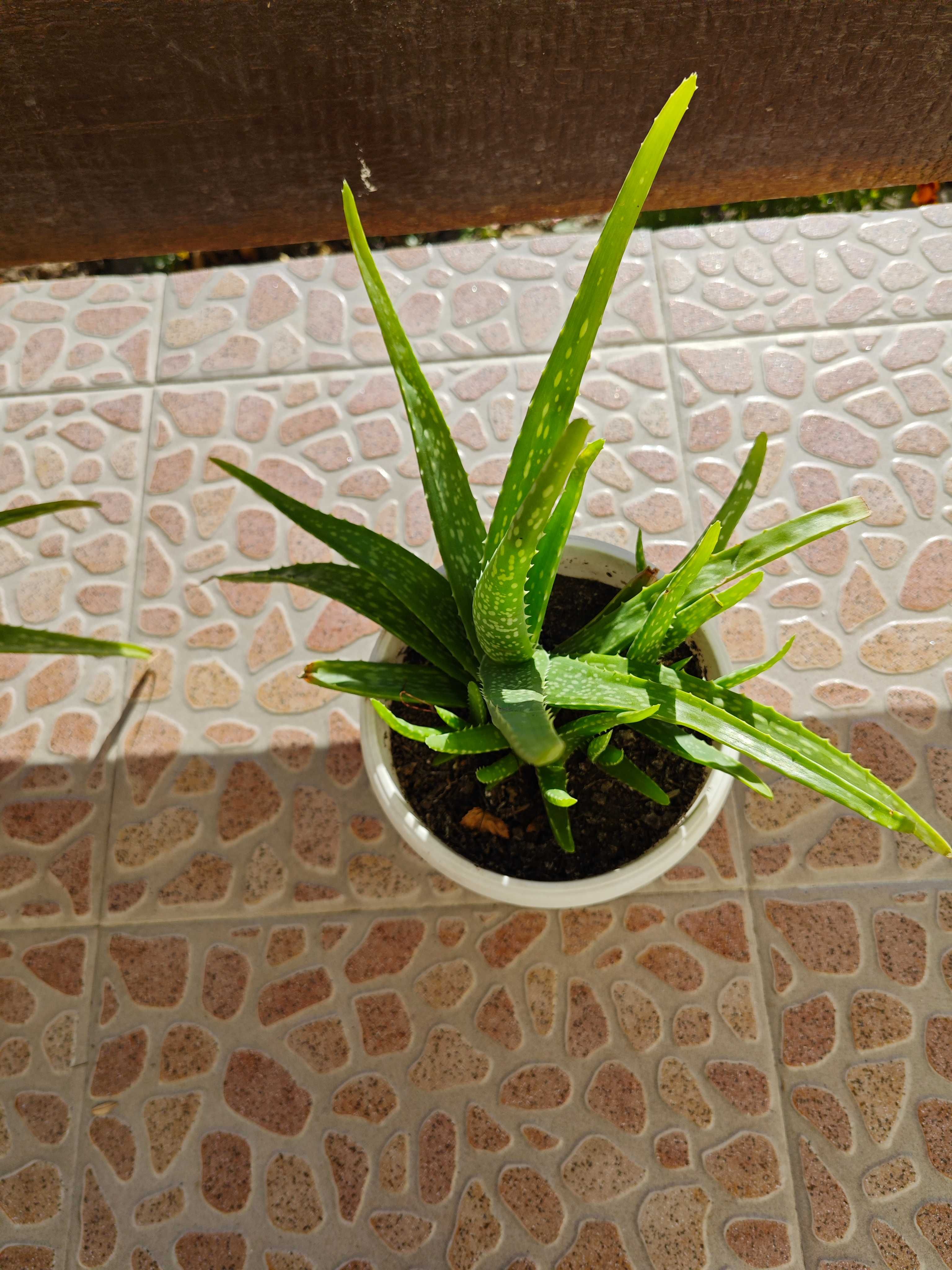 Алое Вера //  Aloe vera chenensis