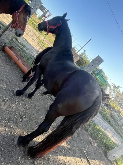 Vand 2 manze de 3 ani o iapa de 9 ani si manza se 6 luni