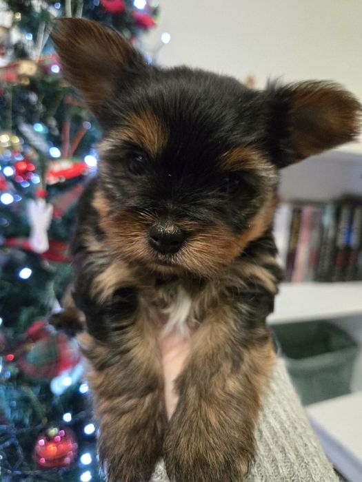 Йорки момиченца 3 бр