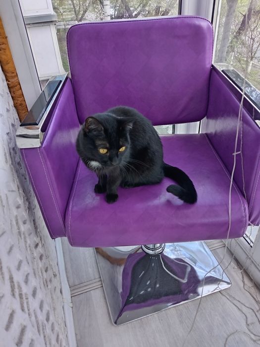 Сдам кресло в Аренду